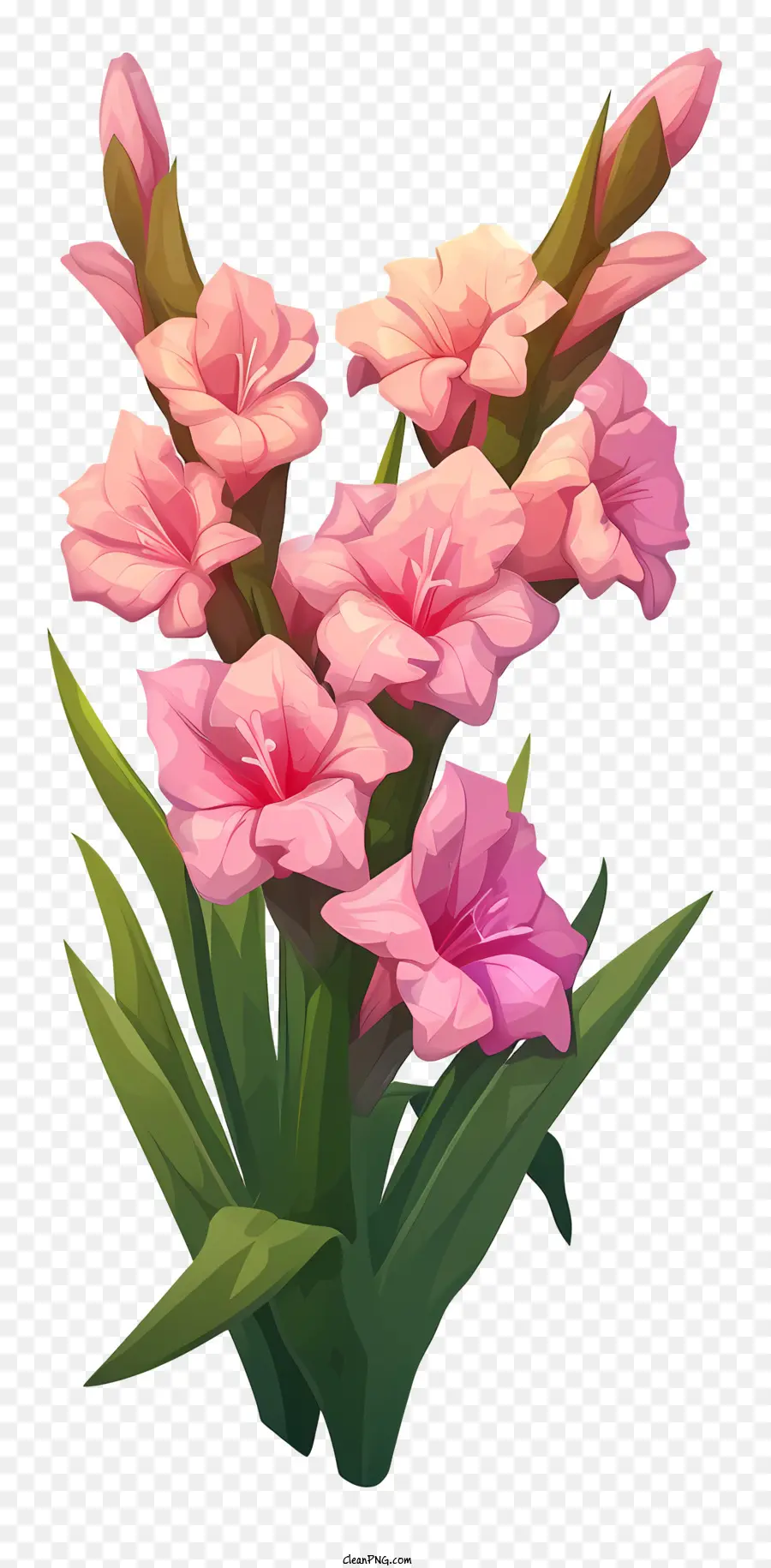 Гладиолус，Розовые цветы PNG