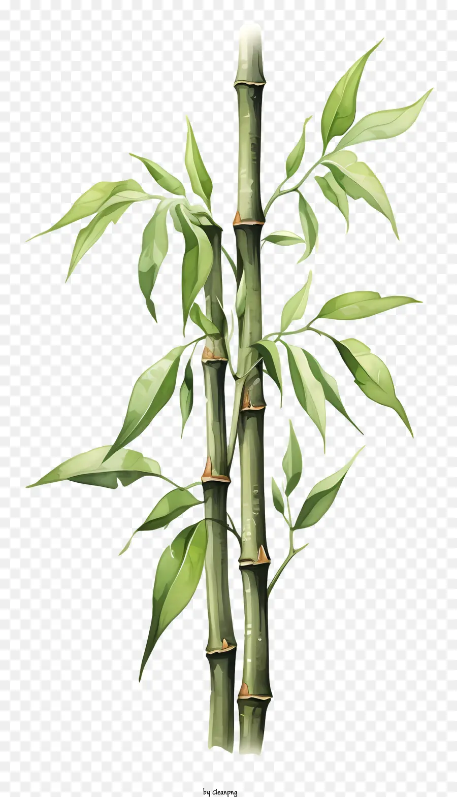 Акварельный бамбуковый стебель，бамбуковое дерево PNG