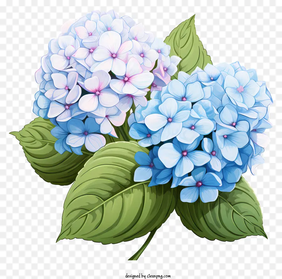 цветок гортензии в стиле каракуля，Гортензия PNG
