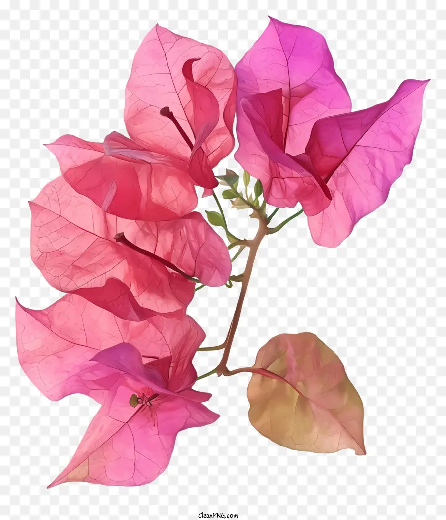 бугенвиллия，розовый цветок PNG