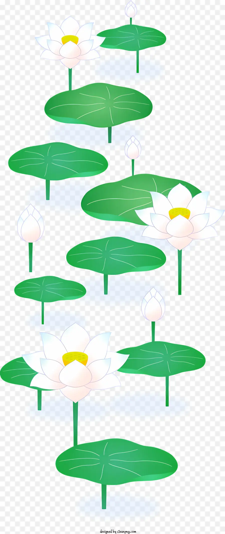 Цветок Лотоса，Белые цветы лотоса PNG