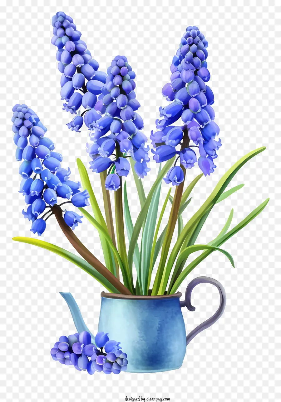 Грейп гиацинт иллюстрирует，синие цветы PNG