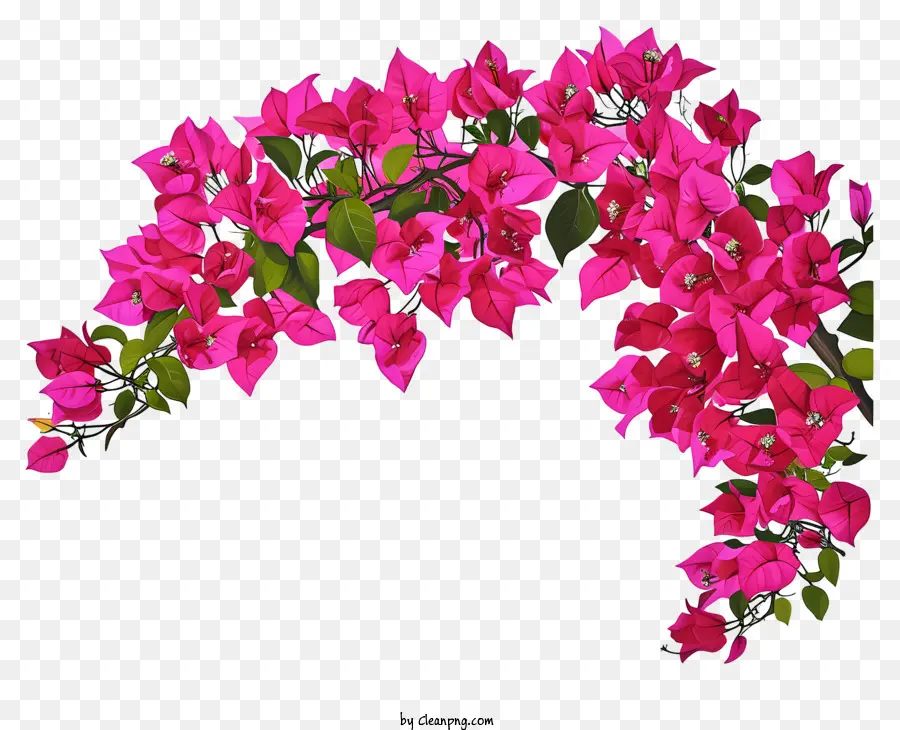 Bougainvillea Painting，букет PNG