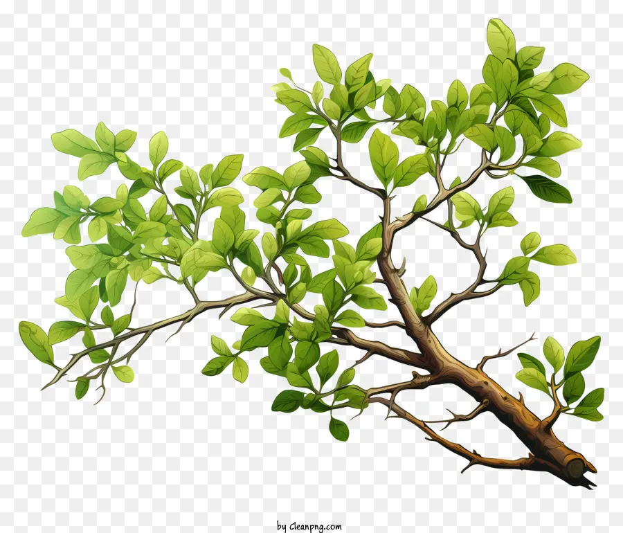 Акварельная ветвь дерева，Дерево PNG