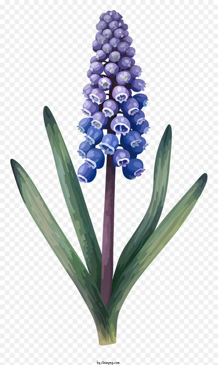 Грейп гиацинт Упрощенное векторное искусство，Голубой цветок PNG
