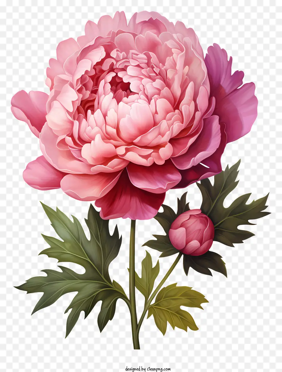 Акварельный цветок пиона，розовый пион PNG