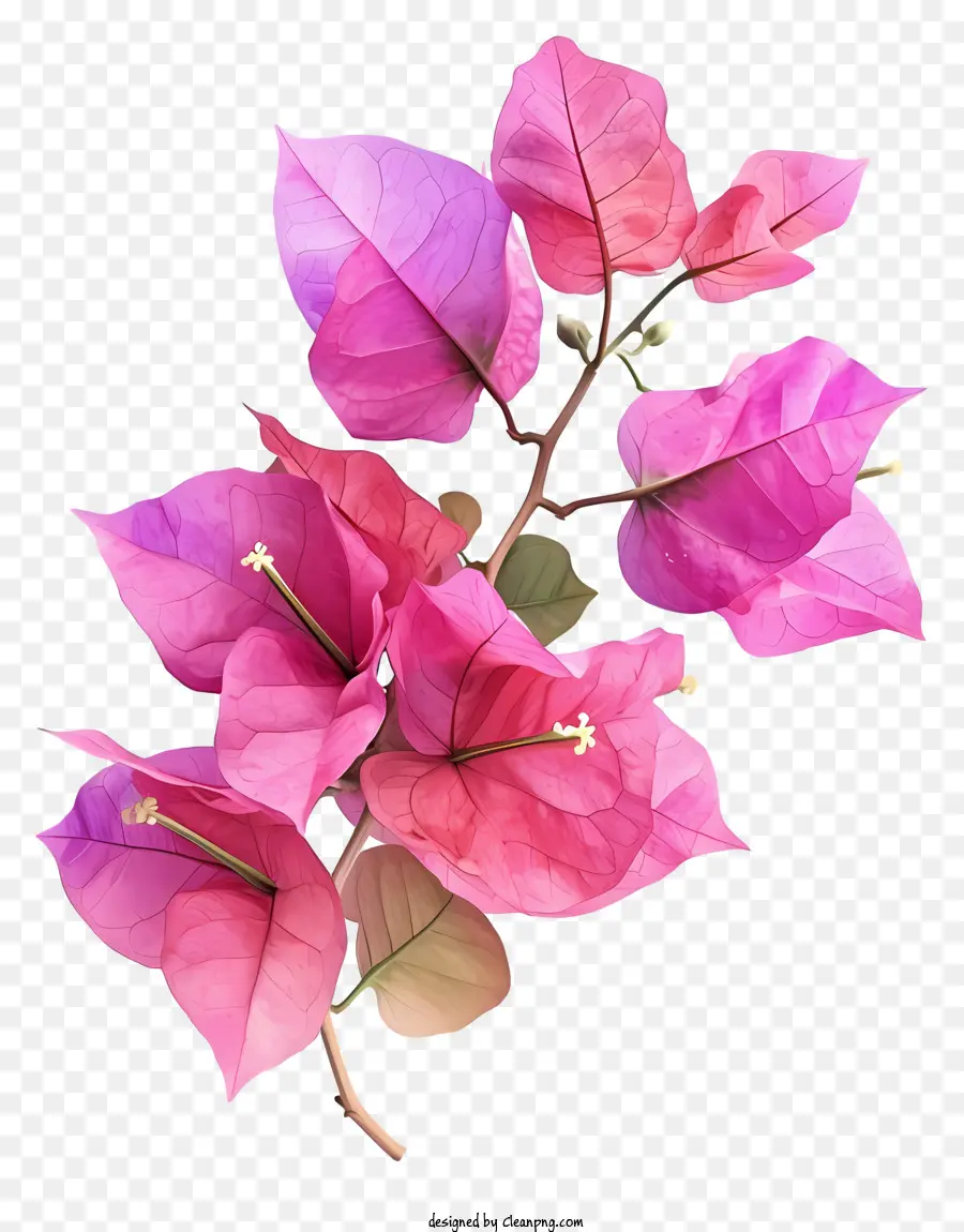бугенвиллия，Розовые цветы PNG