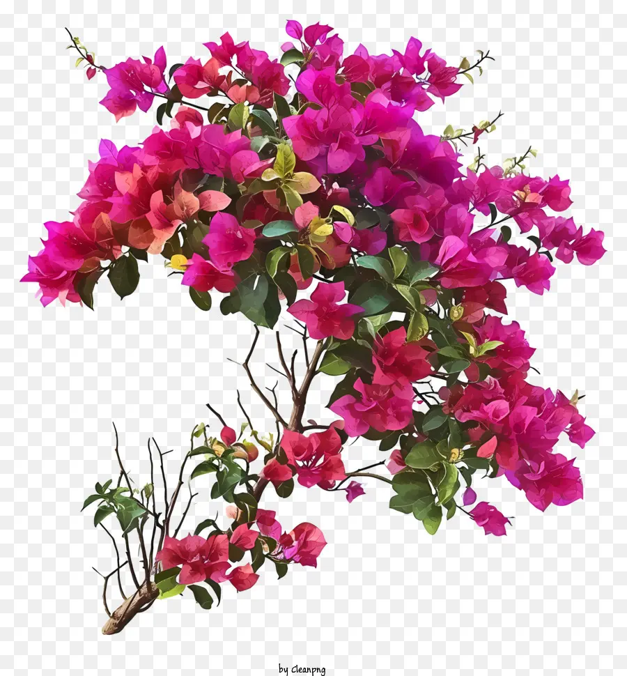 Реалистичная бугенвиллеа，цветочная композиция PNG
