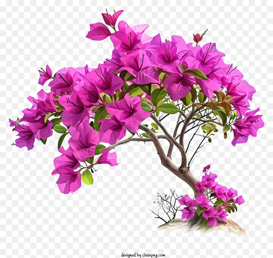 Bougainvillea иллюстрирует，Розовое бонсайское дерево PNG