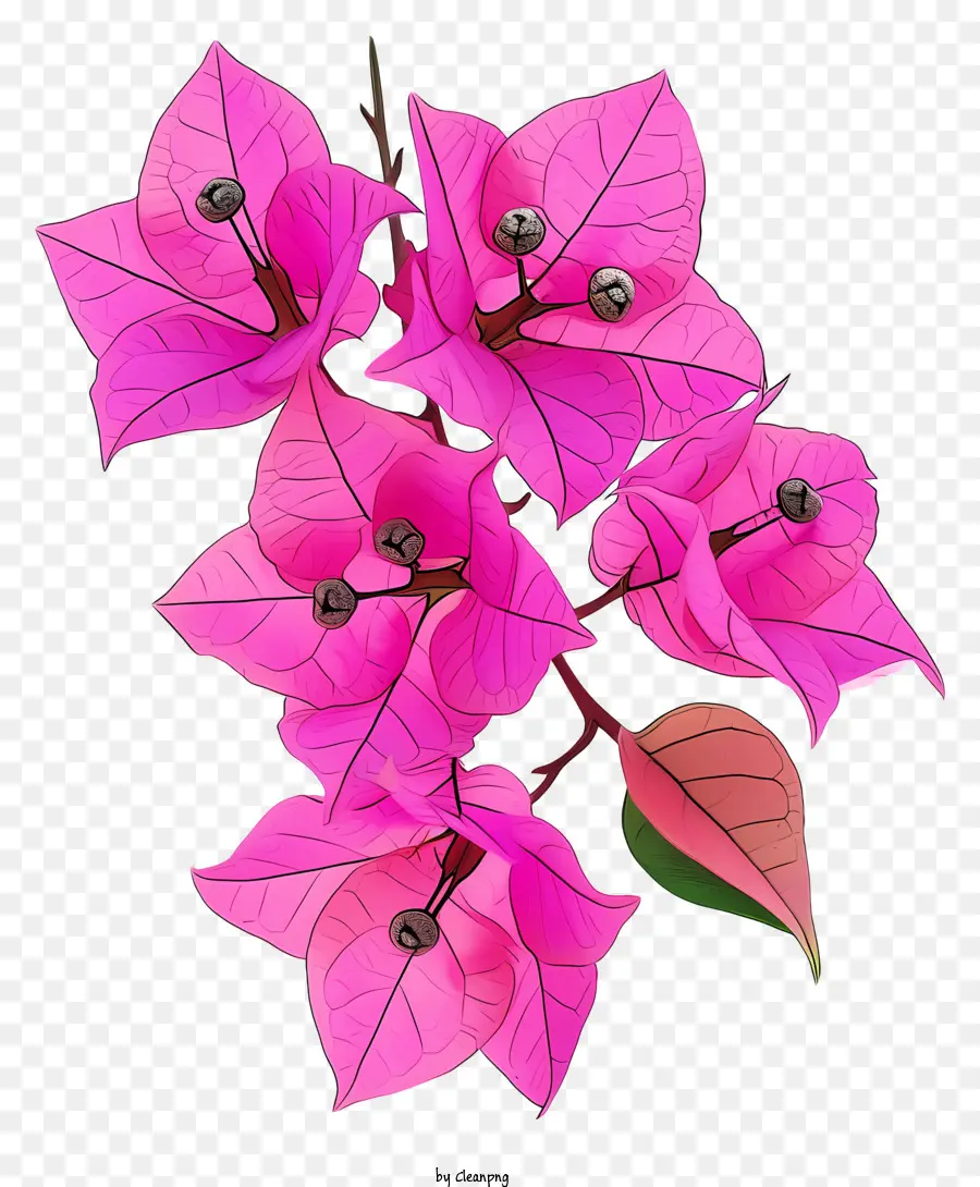 бугенвиллия，Bouquet Of Flowers PNG