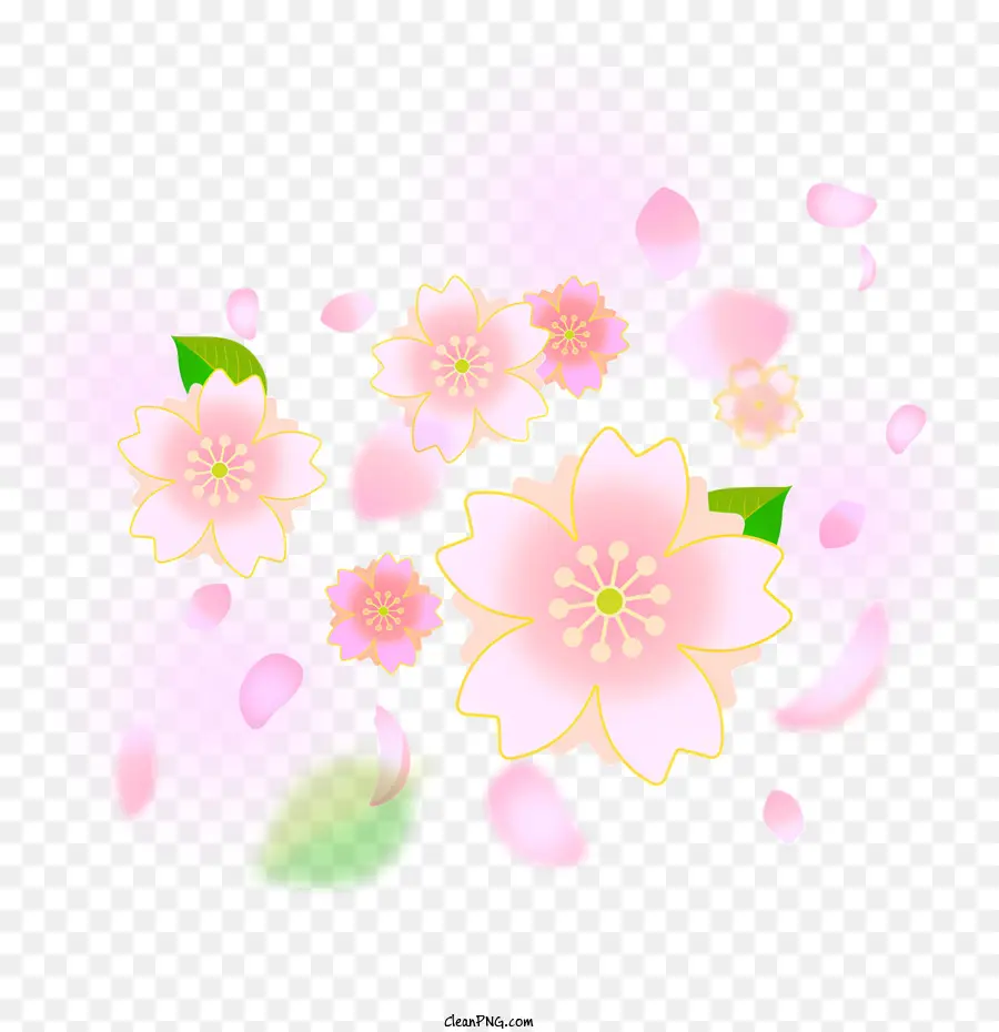 Сакура，розовый цветок PNG