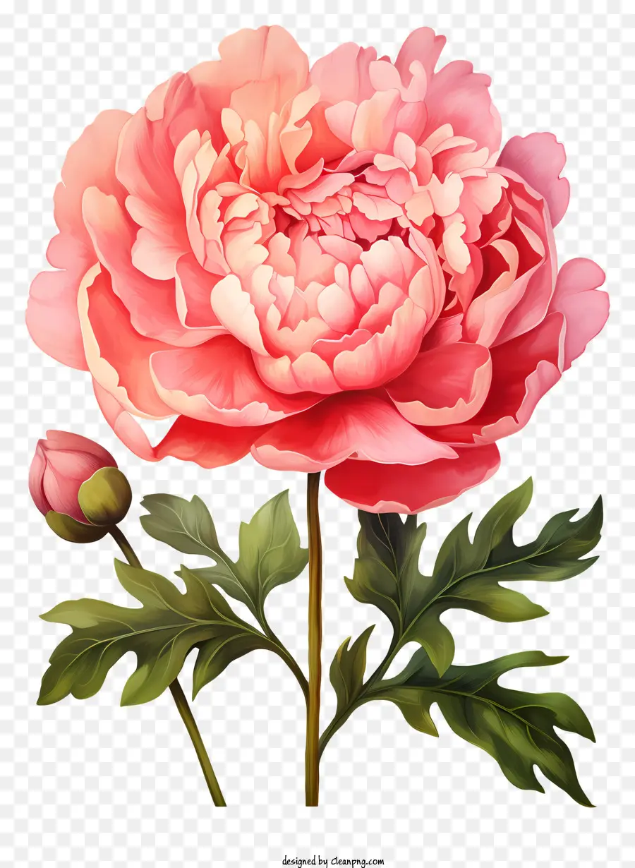 Акварельный цветок пиона，Розовый пион цветок PNG