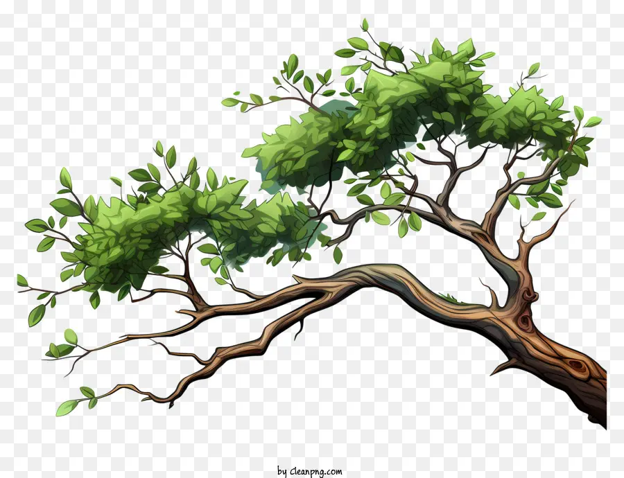 Плоская ветвь дерева，зеленое дерево PNG