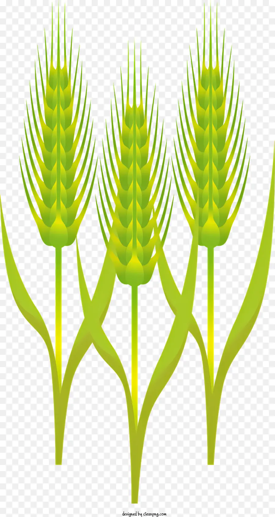 Пшеницы，Зеленая пшеница PNG
