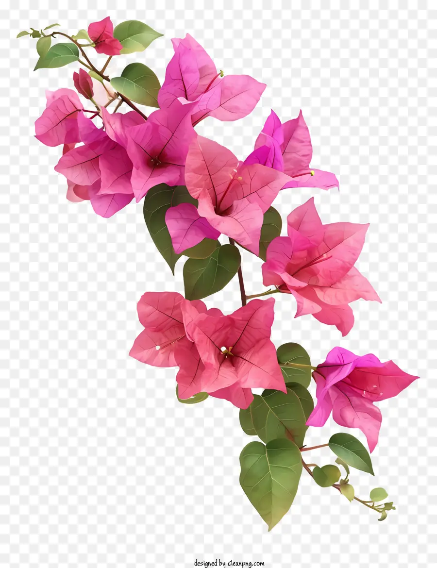 Бугенвиллея，Розовые цветы PNG
