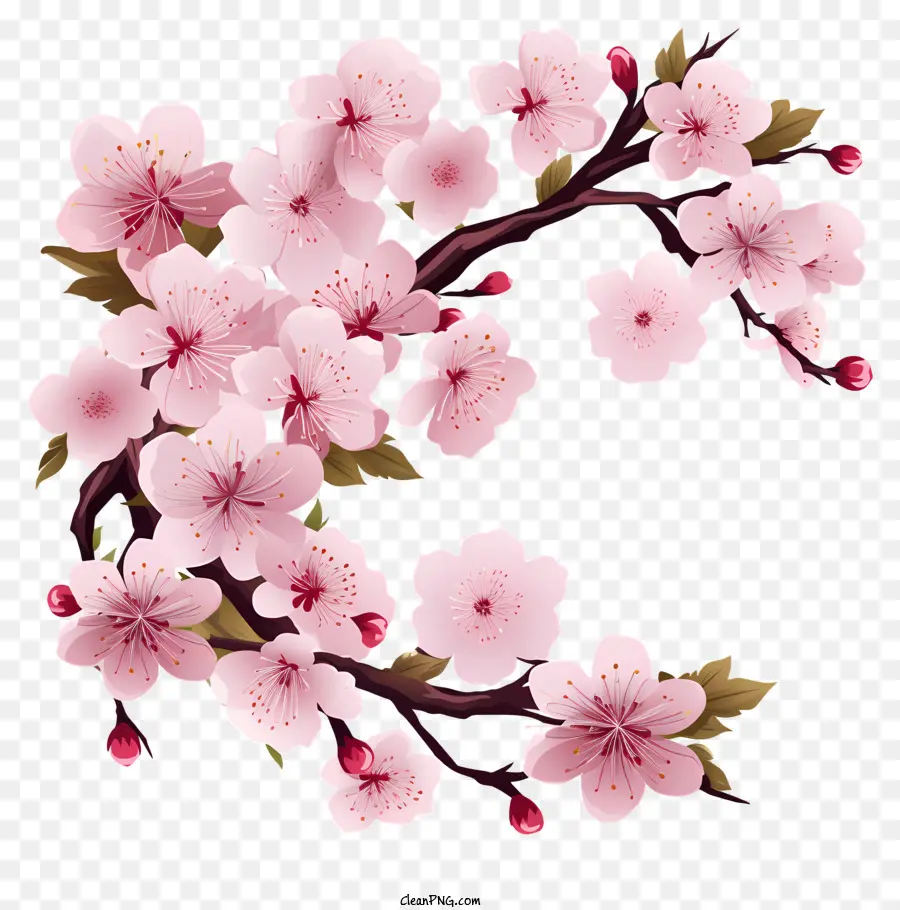 цветочная рама сакура，розовое вишневое дерево PNG