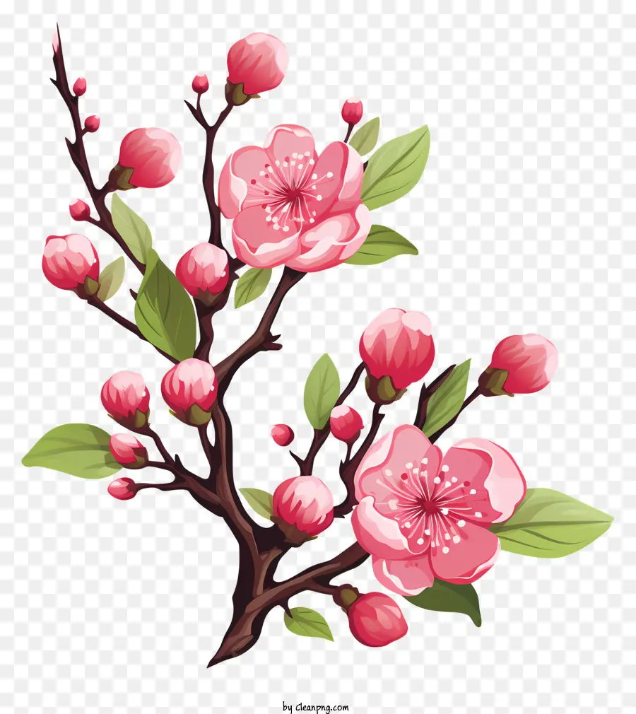 Ручная нарисованная вишневая ветвь цветут，расцветающее дерево PNG