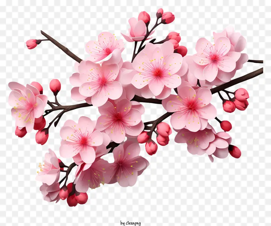 Реалистичный 3d стиль вишневой ветвь цветет，Вишни PNG