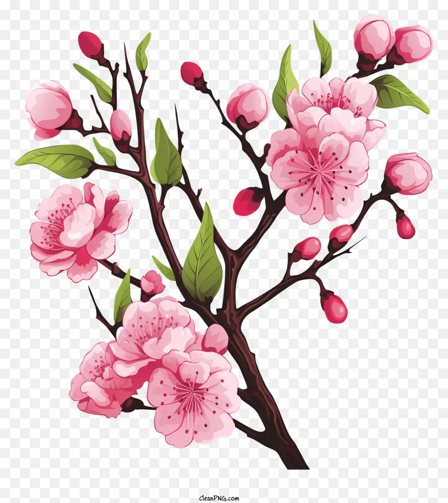 Ручная нарисованная вишневая ветвь цветут，цветение сакуры PNG