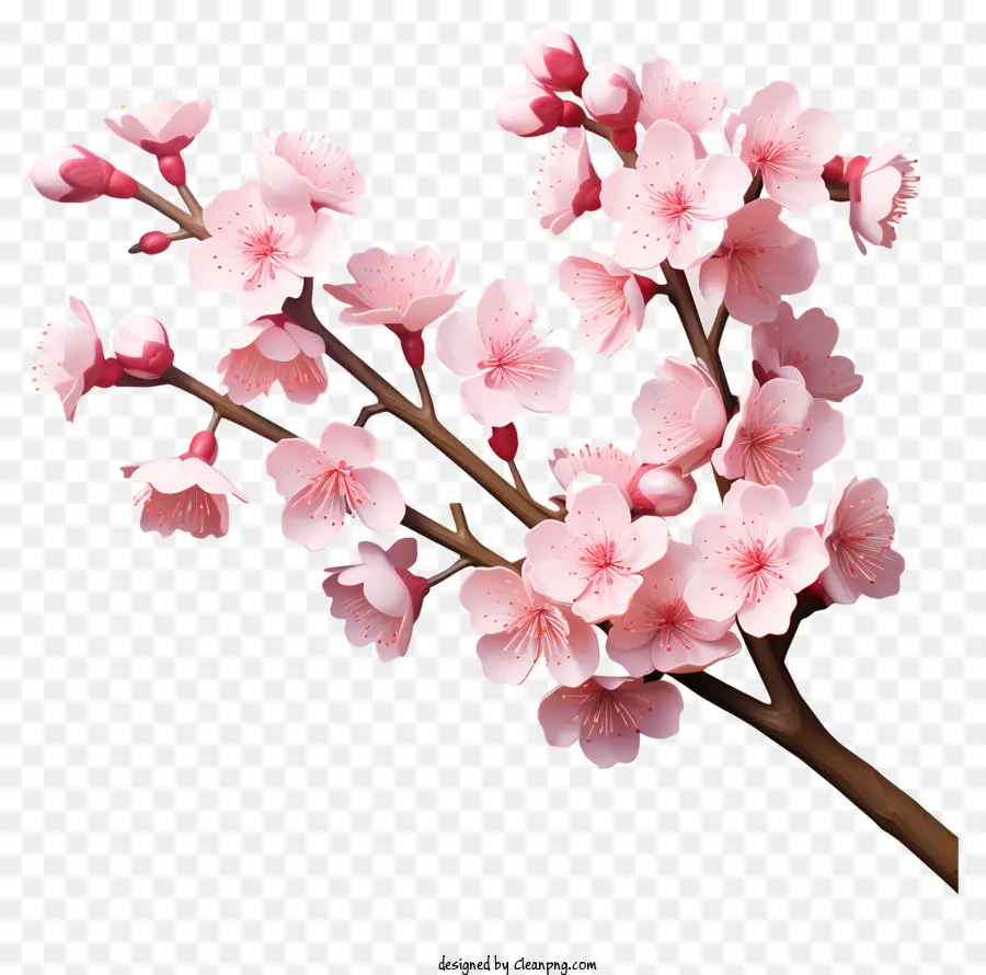 Реалистичный 3d стиль вишневый ветвь цветет，Вишни PNG