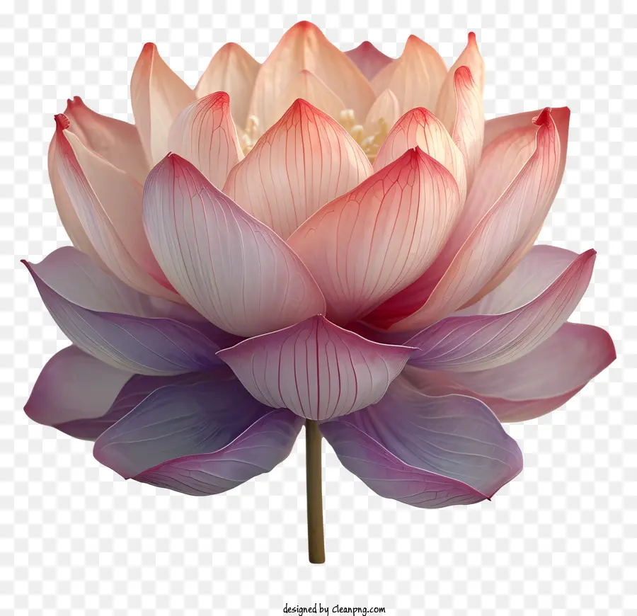 Цветок Лотоса，Розовый цветок лотоса PNG