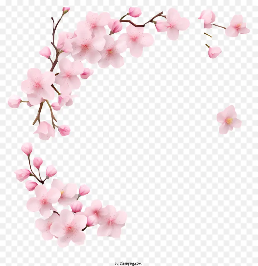 пустая бумага с вишневым цветом，Сакура цветут PNG
