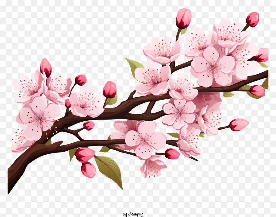 Ручная нарисованная вишневая ветвь цветут，вишни PNG