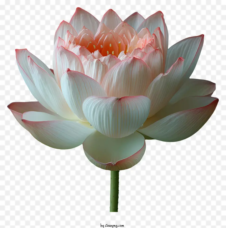 Цветок Лотоса，белый цветок лотоса PNG