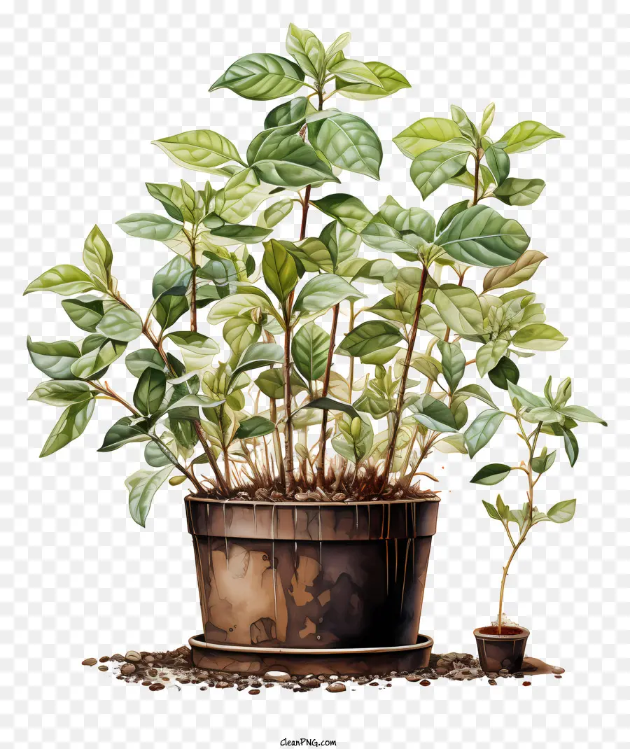 кофейного дерева，горшечные растения PNG