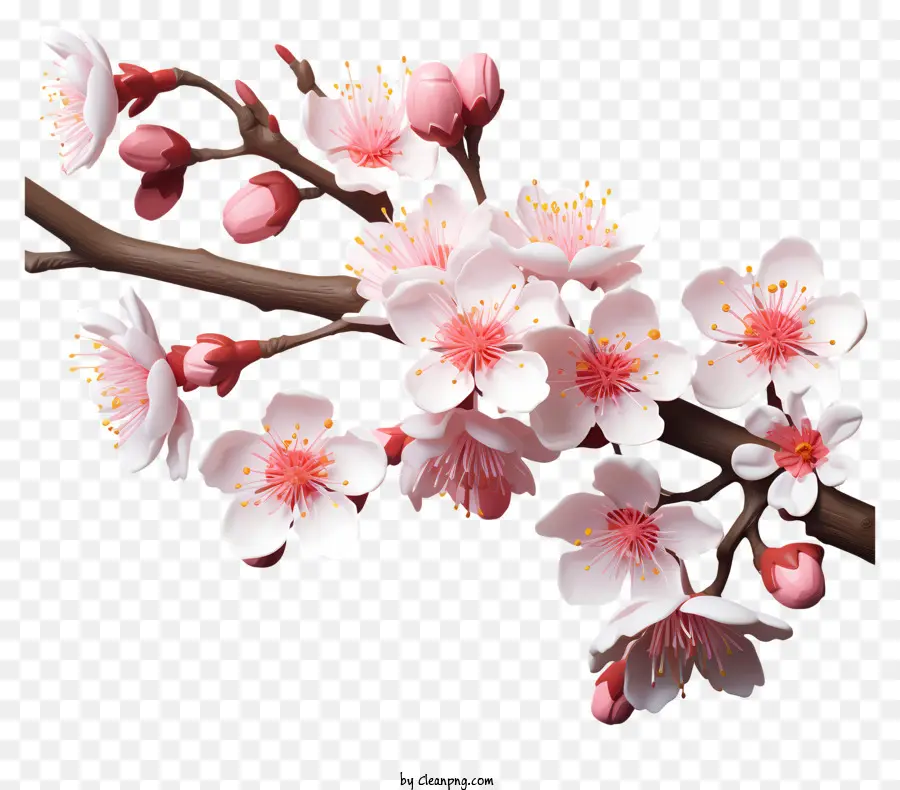 Реалистичный 3d стиль вишневый ветвь цветет，Вишни PNG