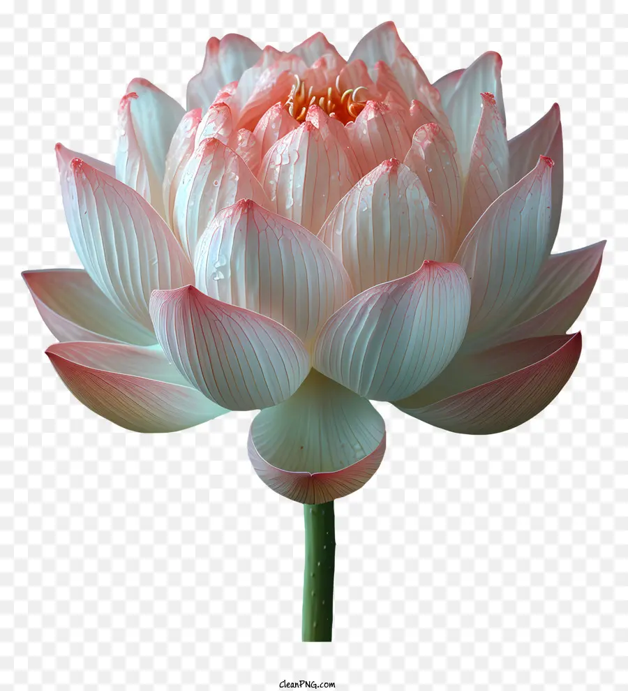 Цветок Лотоса，Розовый цветок лотоса PNG