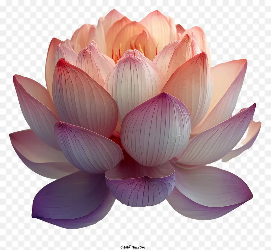 Цветок Лотоса，розовый и оранжевый фон PNG