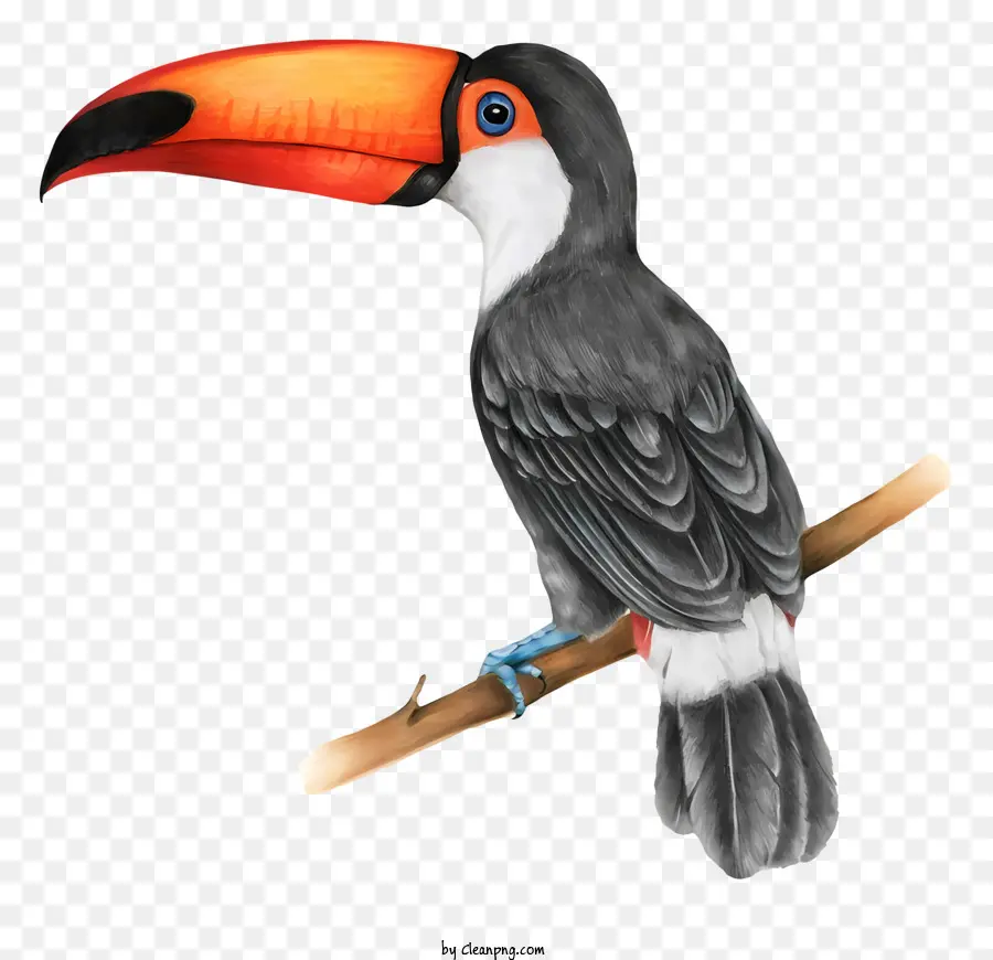 птичий попугай，Тукан PNG