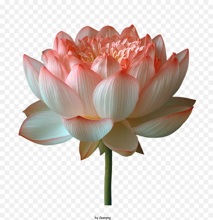 цветок лотоса，Розовый цветок лотоса PNG
