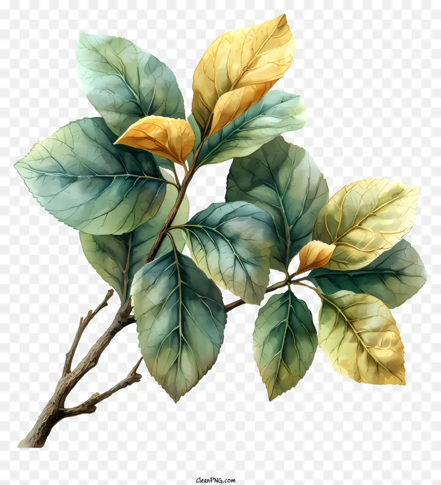 зеленые листья，акварельная живопись PNG