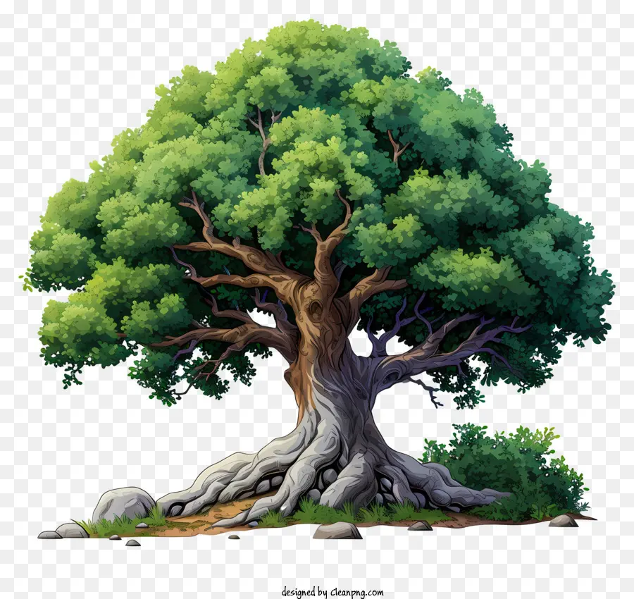 Плоское большое дерево，Oak Tree PNG