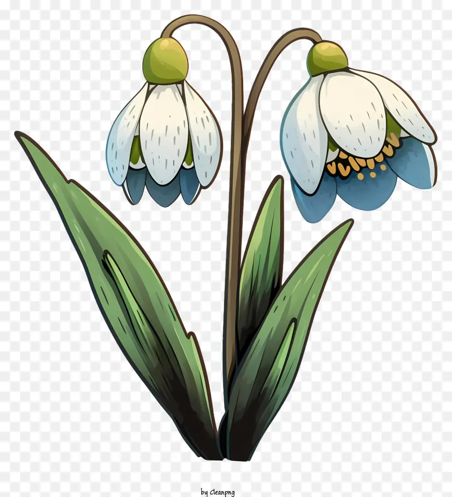 цветок для снегопада в акварели，белый цветок PNG