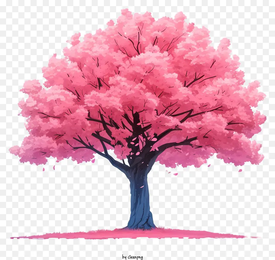 плоское вишневое дерево，розовое дерево PNG