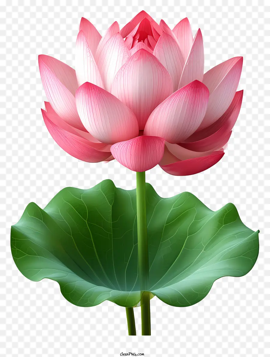 Квартирный лотос цветок，Розовый цветок лотоса PNG