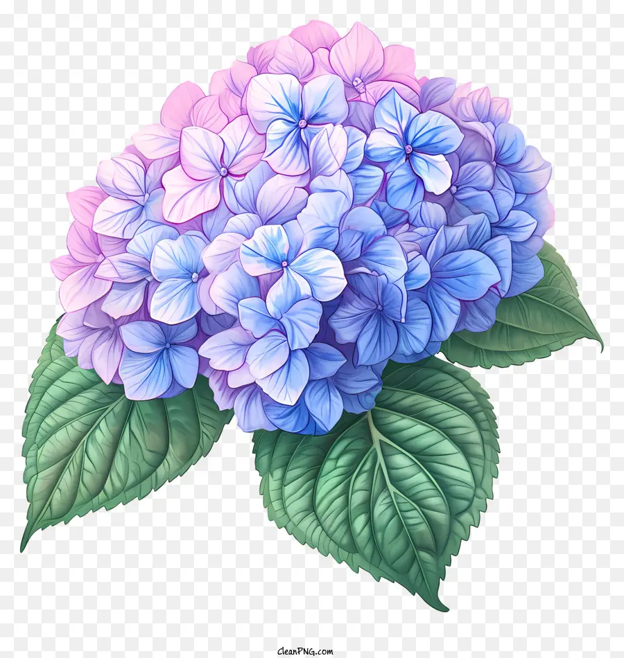 Нарисованный вручную цветок гортензии，цветок PNG