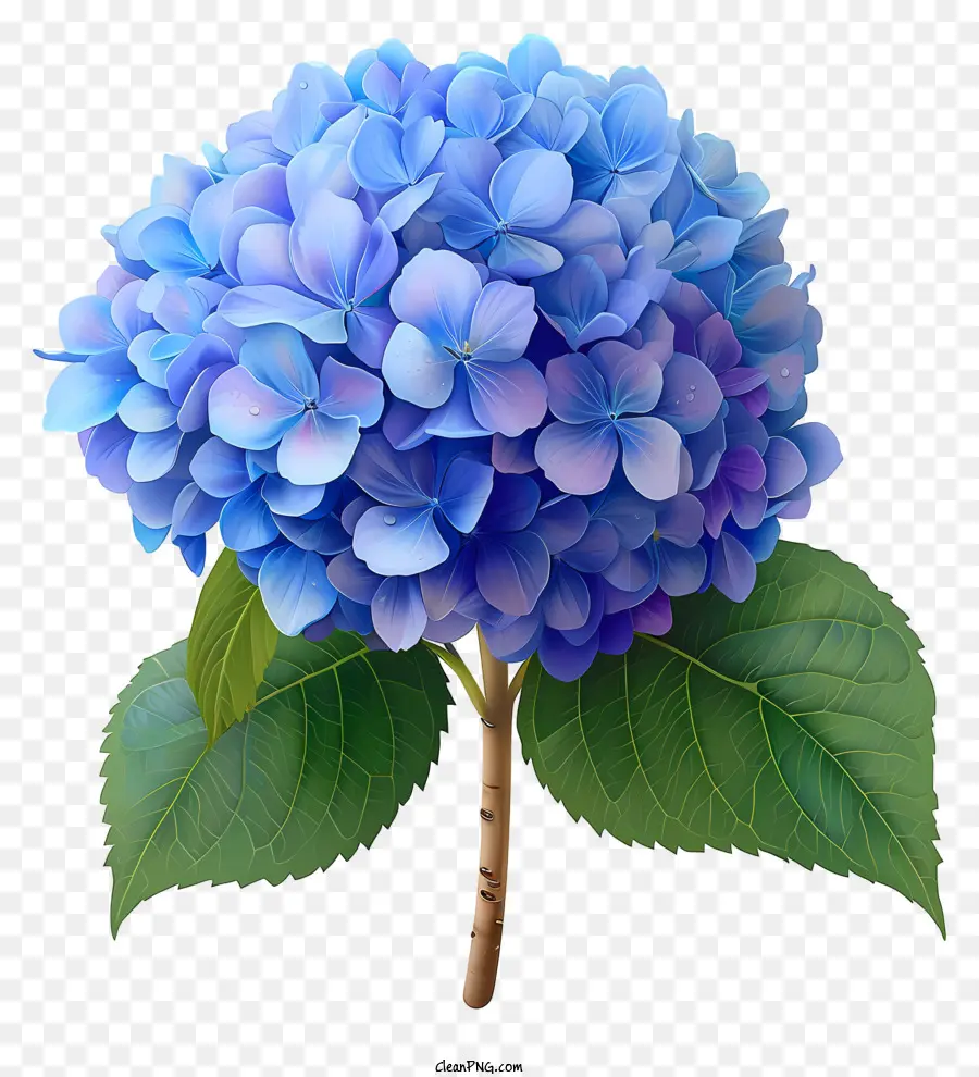 Пастель Горджено цветок，Голубой цветок PNG