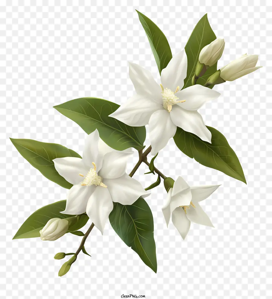 Белая звезда Жасмин，Белый Жасмин Цветок PNG
