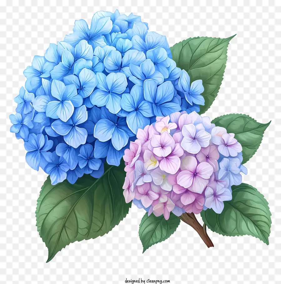 Нарисованный вручную цветок гортензии，Цветы гортензии PNG