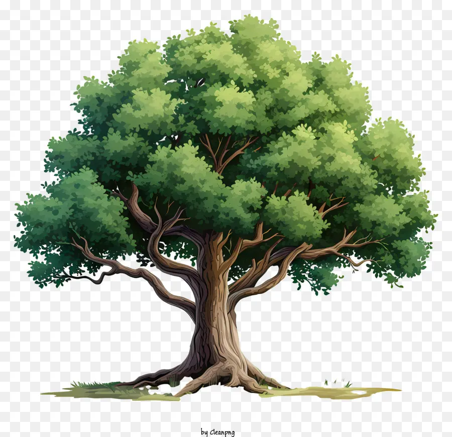 Плоское большое дерево，зеленое дерево PNG
