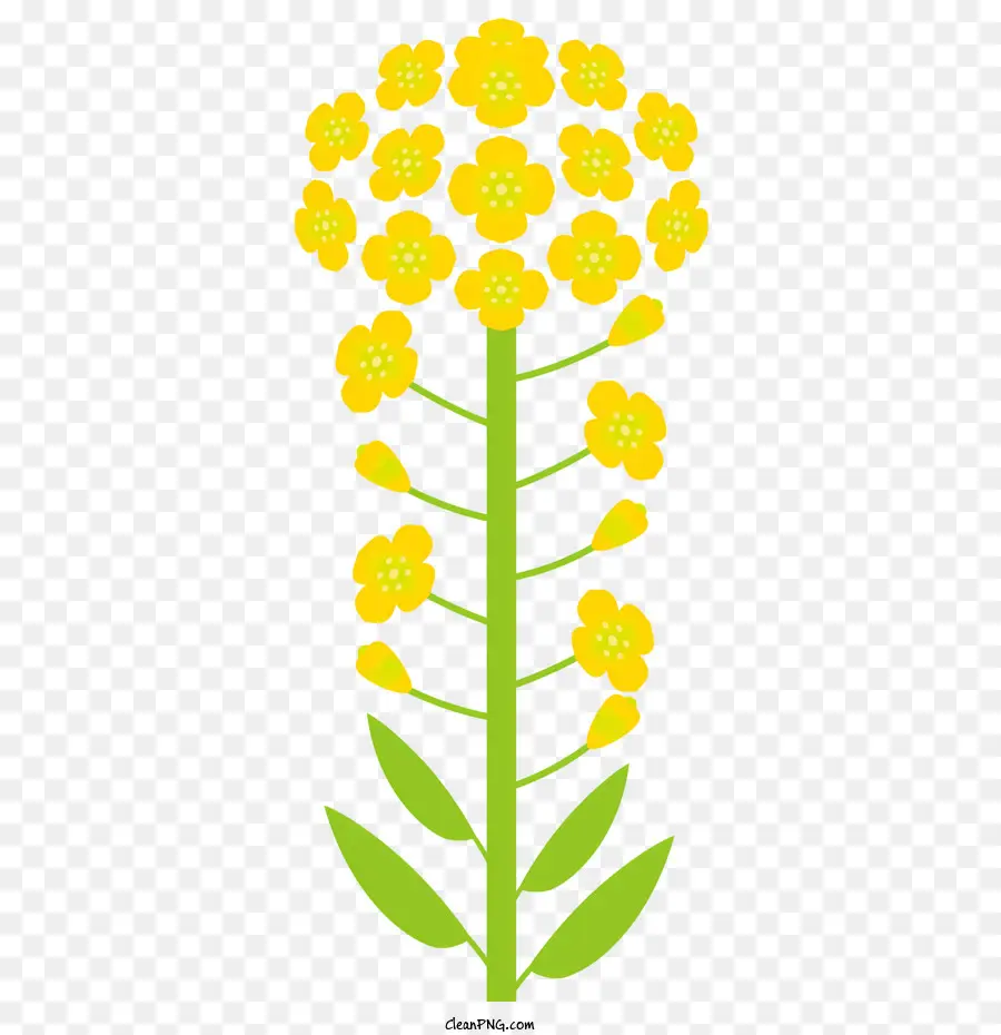 цветы，желтый цветок PNG