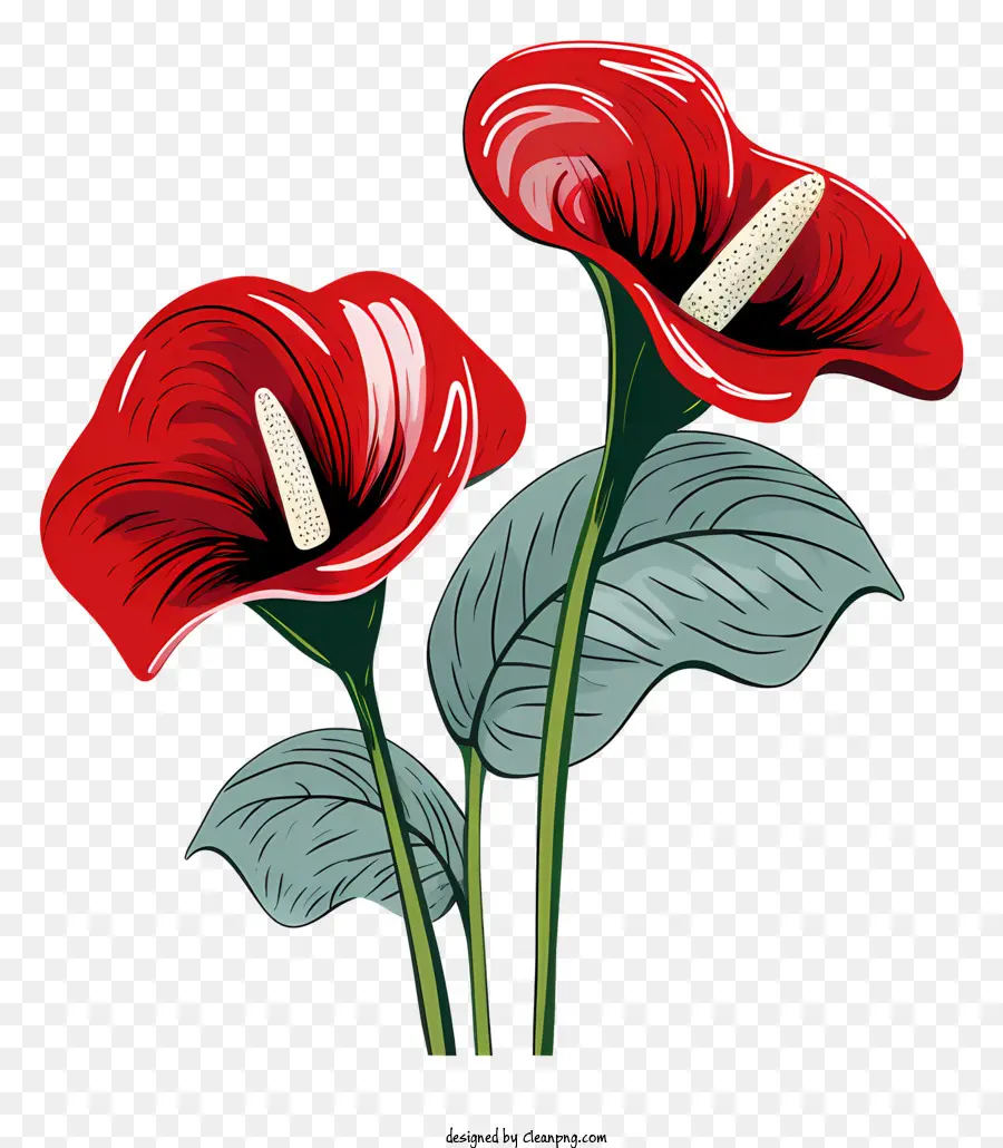 Anthurium Flower，красные цветы PNG