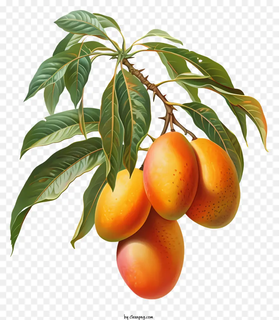 Манго，дерево манго PNG