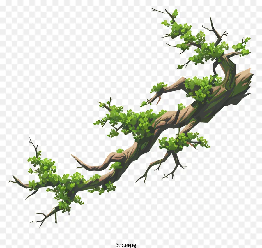 ветвь и мх，Зеленое дерево ветвь PNG
