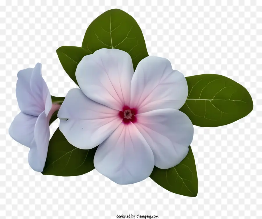 Элегантный цветок Periwinkle，розовый и белый цветок PNG