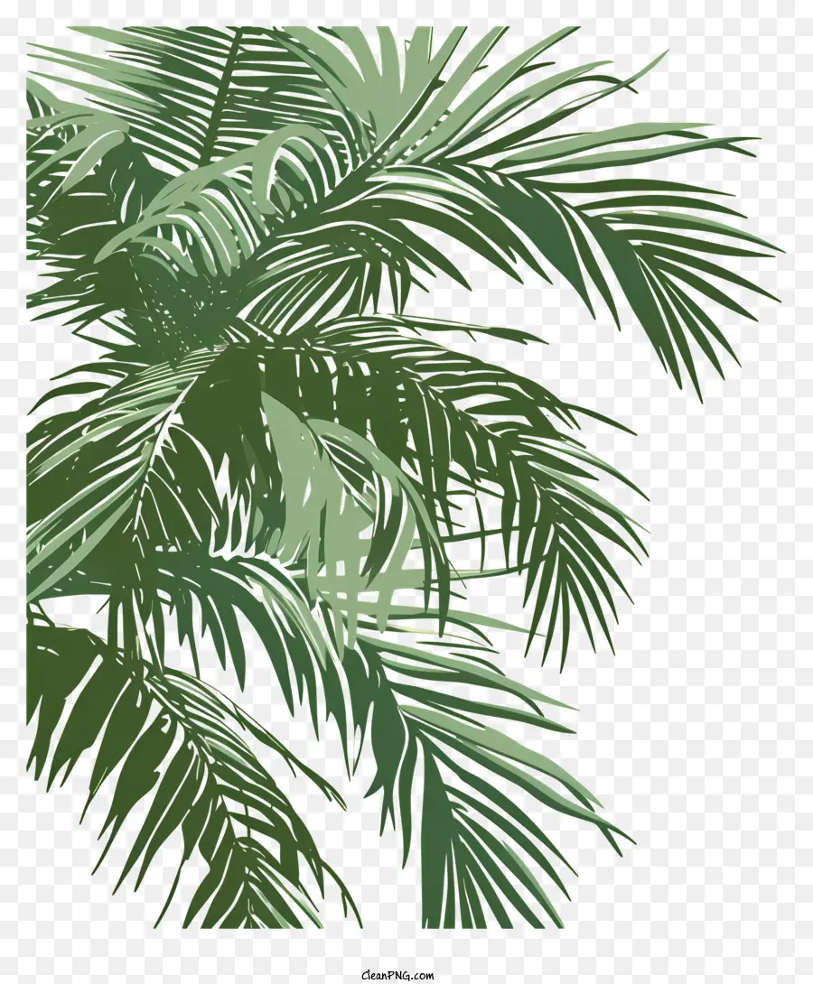 пальмовые ветви，пальмовый лист PNG